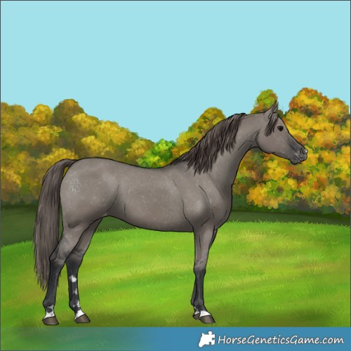 Horse Color:Grullo Appaloosa