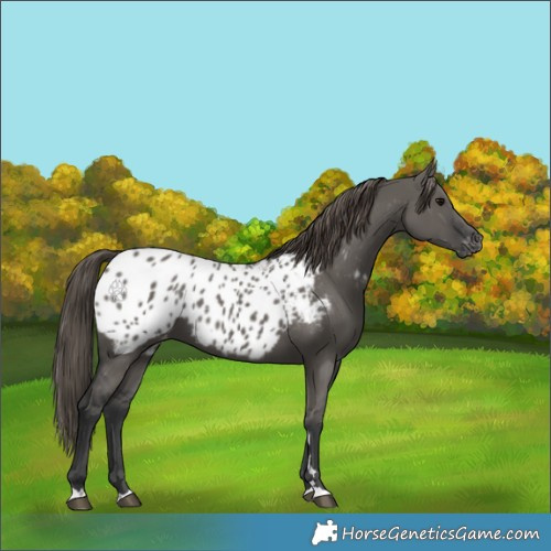 Horse Color:Grullo Appaloosa 