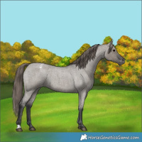 Horse Color:Grullo Roan Appaloosa