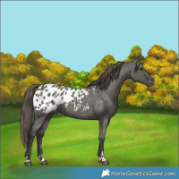 Horse Color:Grullo Appaloosa 