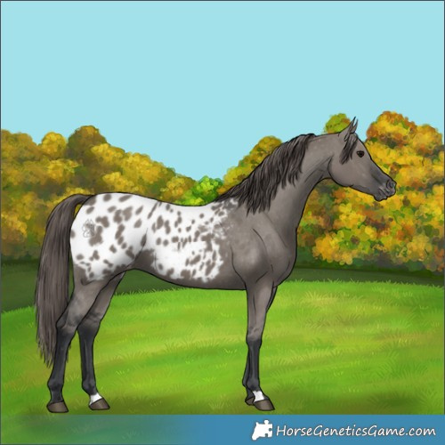 Horse Color:Grullo Appaloosa