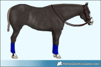 Horse Color:Liver Chestnut Rabicano 