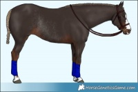 Horse Color:Liver Chestnut Rabicano 