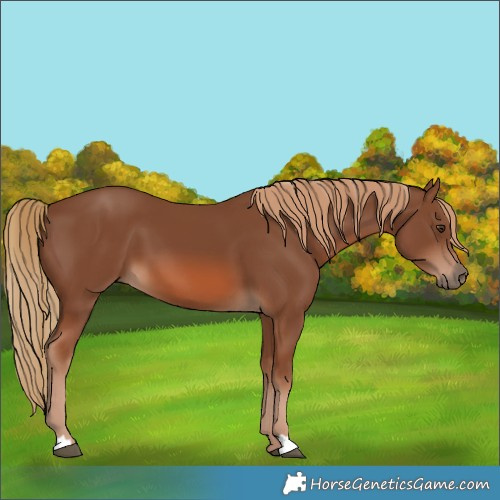 Horse Color:Chestnut 