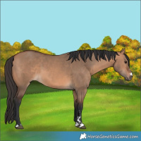 Horse Color:Bay Dun