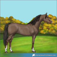 Horse Color:Liver Red Dun Rabicano