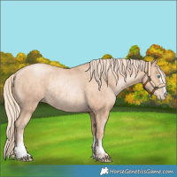 Horse Color:Gold Champagne Pearl Rabicano  and Gold Champagne Pearl Rabicano 