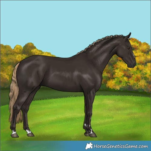 Horse Color:Liver Chestnut 