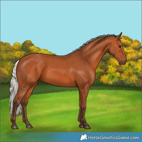 Horse Color:Silver Bay 