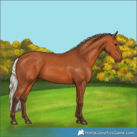 Horse Color:Silver Bay 