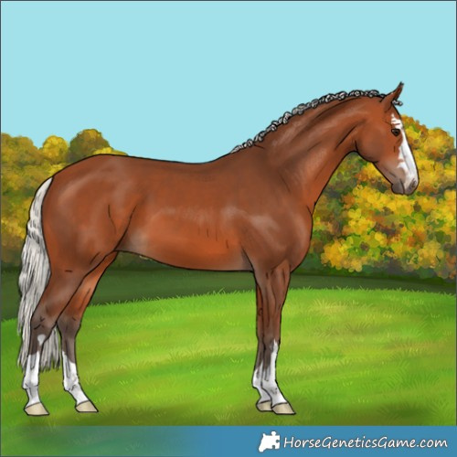 Horse Color:Silver Bay 