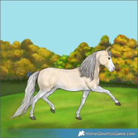 Horse Color:Silver Buckskin Roan Splash 