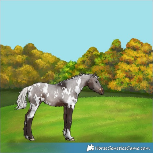 Horse Color:White Spotted Silver Brown 