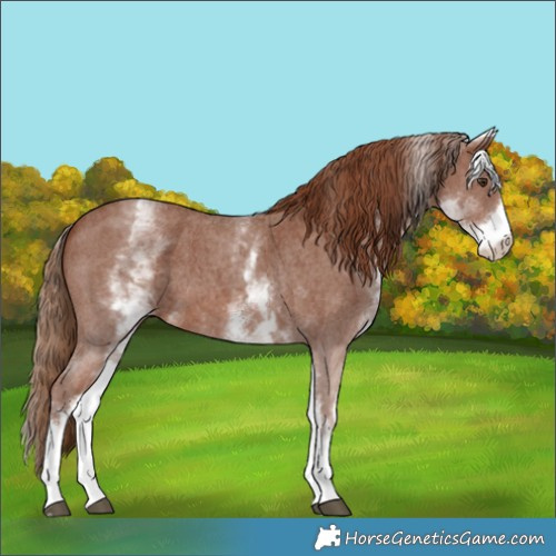 Horse Color:White Spotted Chestnut Sabino 