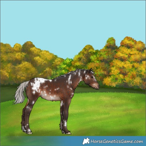 Horse Color:White Spotted Silver Brown Rabicano 