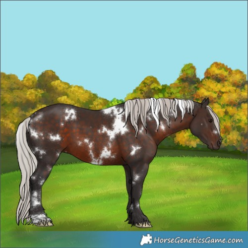 Horse Color:White Spotted Silver Brown 