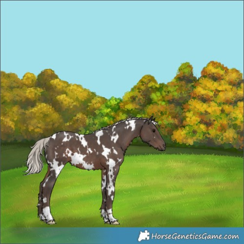 Horse Color:White Spotted Silver Black 