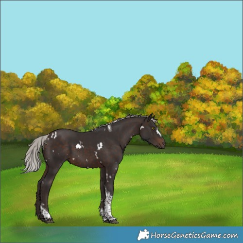 Horse Color:White Spotted Silver Brown Tobiano 