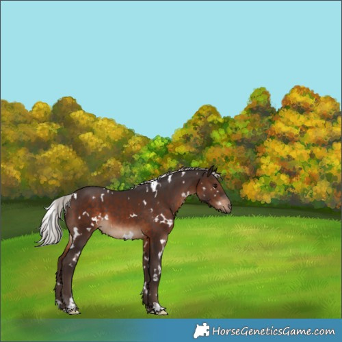 Horse Color:White Spotted Silver Brown 