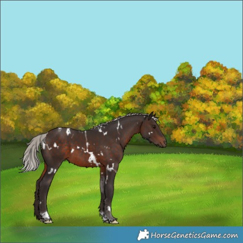 Horse Color:White Spotted Silver Brown Tobiano 