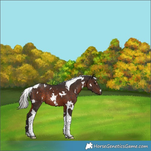 Horse Color:White Spotted Silver Brown Tobiano Rabicano 