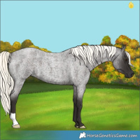 Horse Color:Liver Red Roan Mushroom