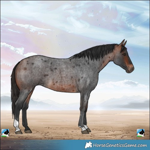 Horse Color:Bay Roan Tobiano