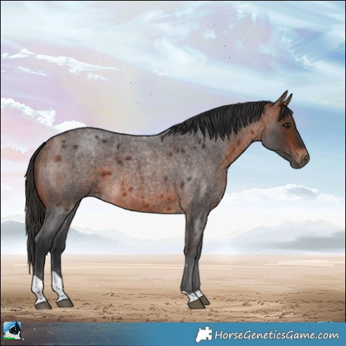 Horse Color:Bay Roan Tobiano 