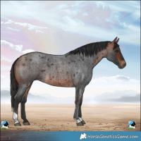 Horse Color:Bay Roan Tobiano