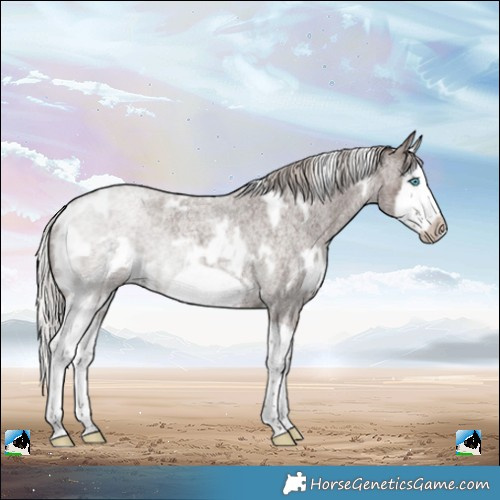 Horse Color:White Spotted Silver Blue Roan Splash Frame Rabicano 