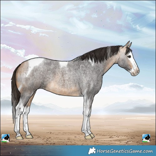 Horse Color:Buckskin Roan Splash Tobiano