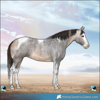 Horse Color:Buckskin Roan Splash Tobiano
