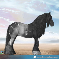Horse Color:White Spotted Black