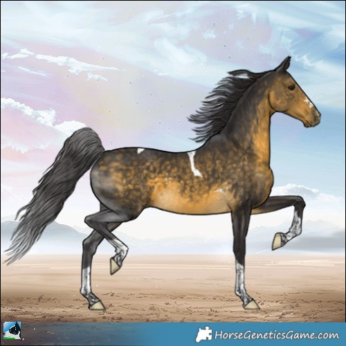 Horse Color:Buckskin Tobiano