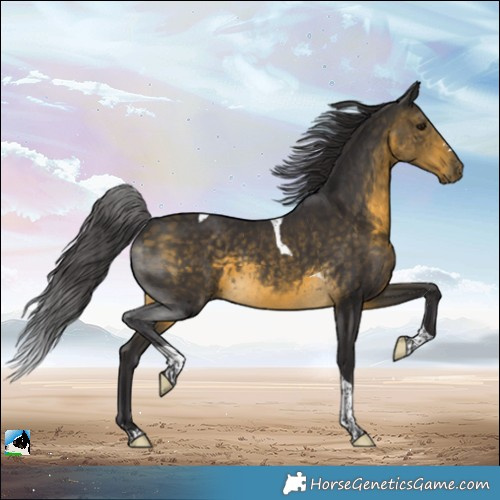 Horse Color:Buckskin Tobiano 