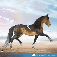 Horse Color:Buckskin Tobiano