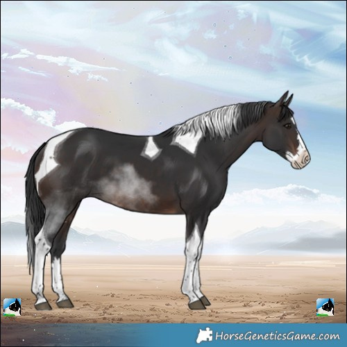 Horse Color:Brown Splash Tobiano 