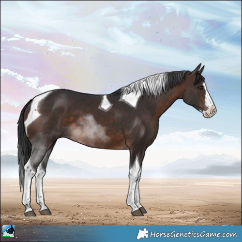 Horse Color:Brown Splash Tobiano 