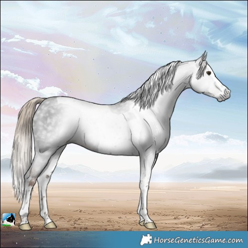 Horse Color:Gray Liver Chestnut Sabino Splash Tobiano Rabicano 
