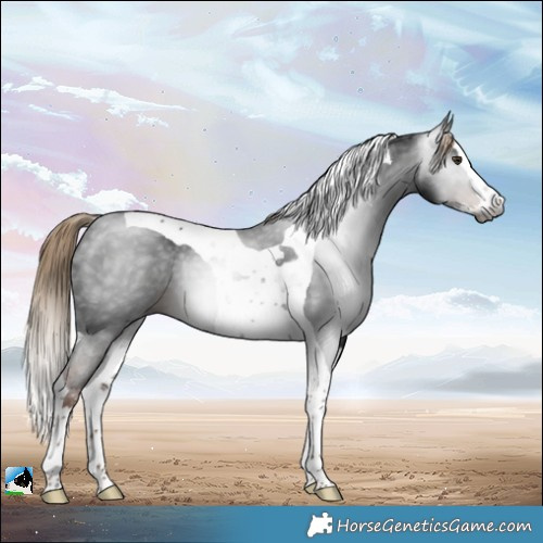 Horse Color:Gray Liver Chestnut Sabino Splash Tobiano Rabicano