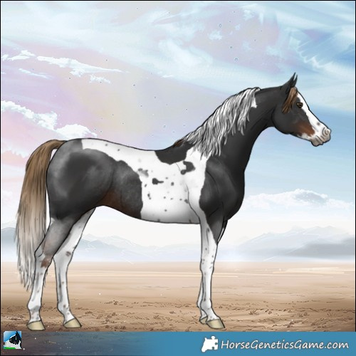 Horse Color:Gray Liver Chestnut Sabino Splash Tobiano Rabicano 