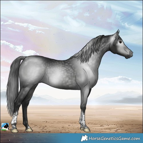 Horse Color:Gray White Spotted Black Tobiano 