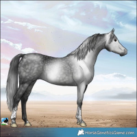 Horse Color:Gray White Spotted Black Tobiano 