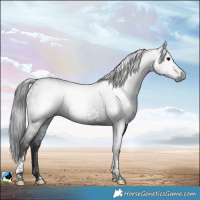Horse Color:Gray White Spotted Black Tobiano