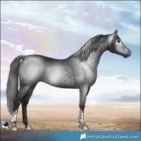 Horse Color:Gray White Spotted Black Tobiano 