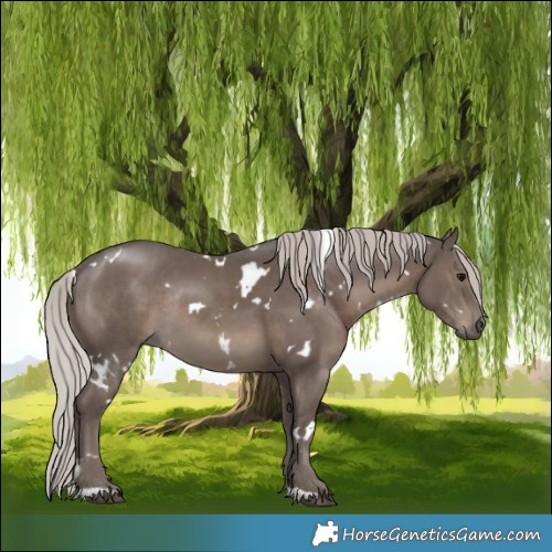 Horse Color:White Spotted Silver Black Rabicano 