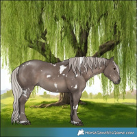 Horse Color:White Spotted Silver Black Rabicano 