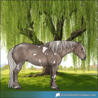 Horse Color:White Spotted Silver Black Rabicano 