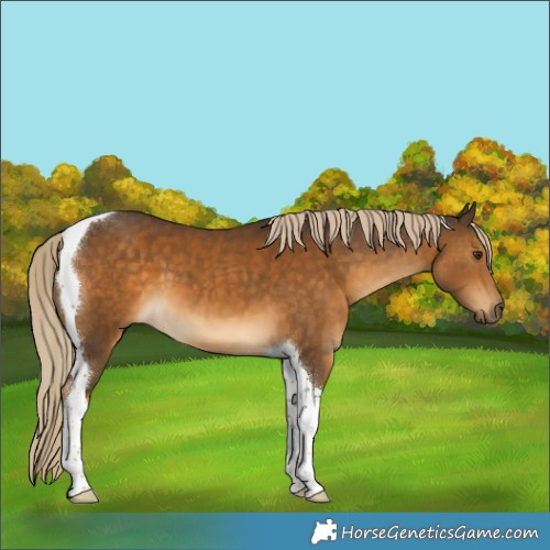 Horse Color:Chocolate Palomino Tobiano 