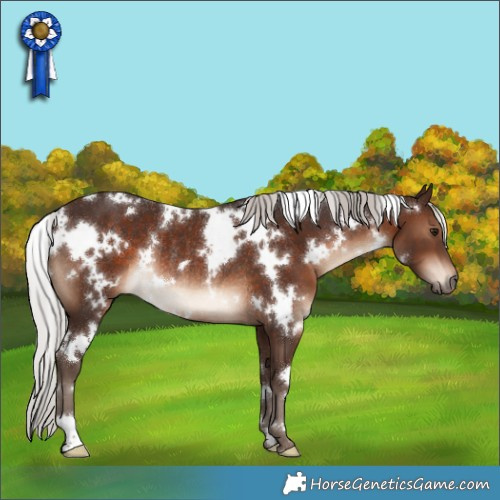 Horse Color:White Spotted Silver Brown Rabicano 
